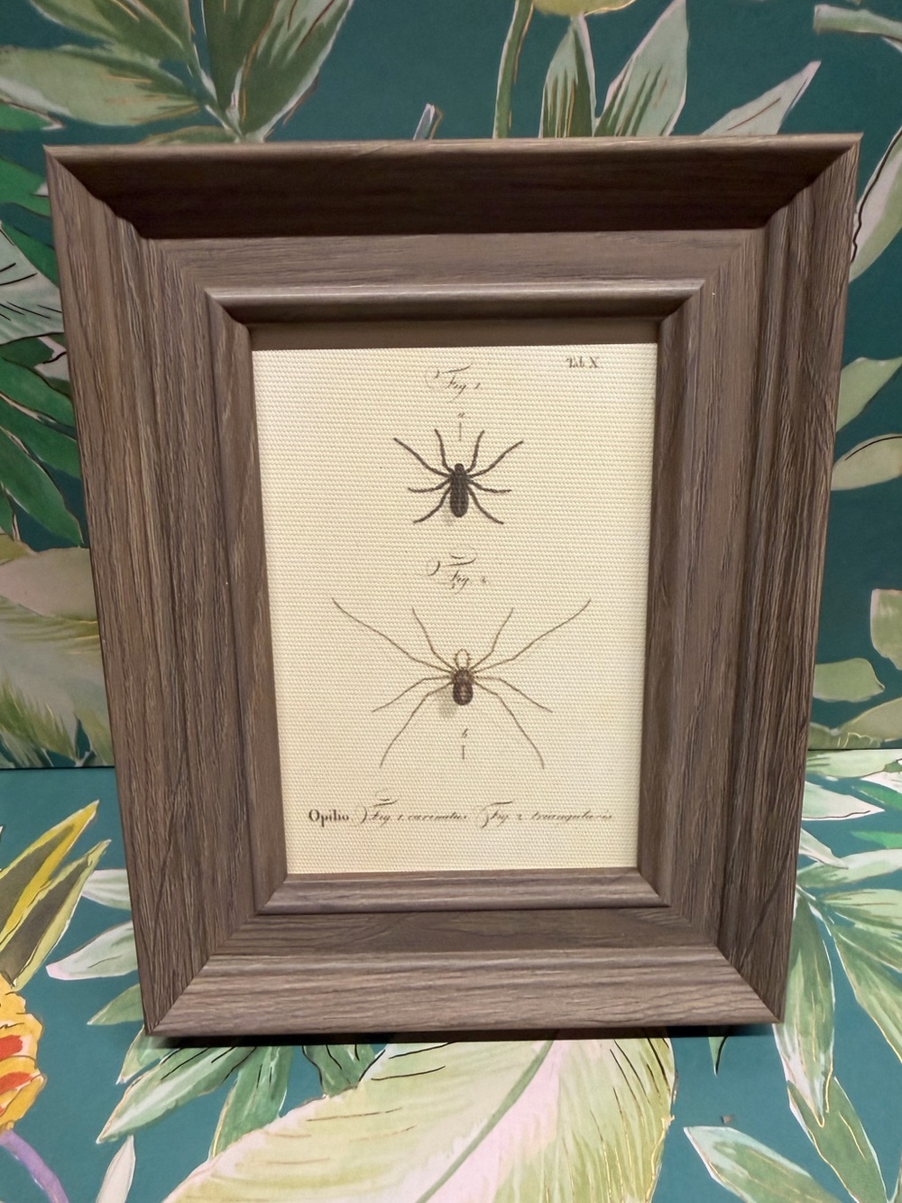 NEW Vintage Spider Botanical Print Framed Wall Art Gothic Halloween Decor